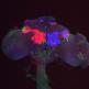 חוקרי הרווארד מאירים קשרים בין תאי מוח בטכניקולור