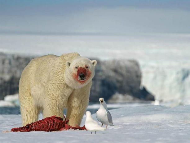 polarni medvjed koji se hrani tuljanom