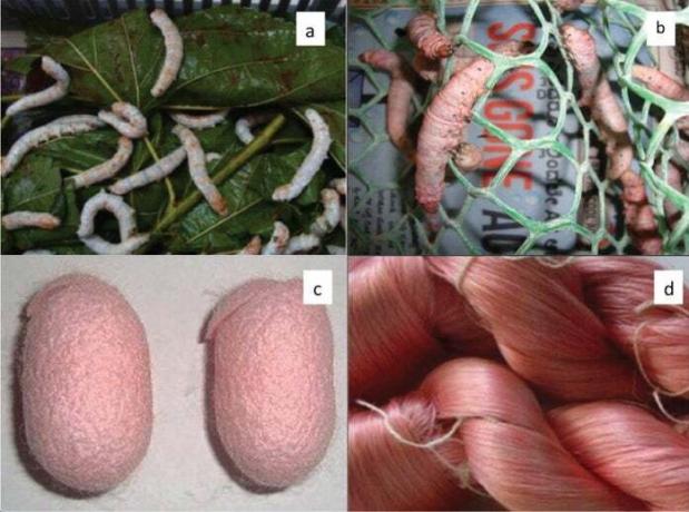 Znanstvenici obojali svilu hraneći svilene bube bojama za tkanine