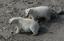 Polarni medvjedi bi mogli preživjeti topljenje leda loveći novi plijen