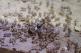 Táto huba by mohla kontrolovať „bláznivé“ populácie mravcov