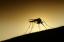 Znanstvenici su možda upravo napravili proboj u cjepivu protiv malarije