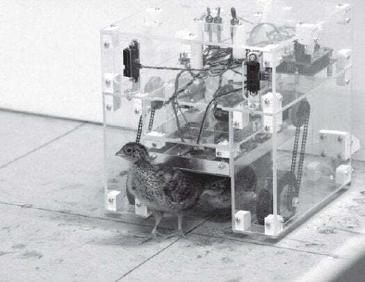 Prepeličie kurčatá boli vystavené zahrievacím robotickým sliepkam, jednej stacionárnej a jednej mobilnej, 36 hodín po narodení. Mláďatá, ktoré boli spárované s mobilným robotom, vyvinuli href