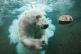 Istrenirani polarni medvjedi dobrovoljno daju krv za znanost