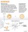 Ove ilustracije pokazuju kako cjepivo protiv koronavirusa može spriječiti infekciju