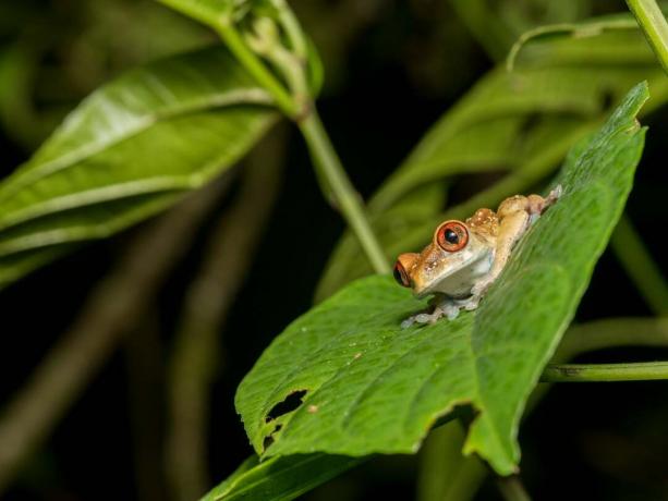 צפרדע קטנה וכתומה על גבי עלה באי ביוקו, גינאה המשוונית.