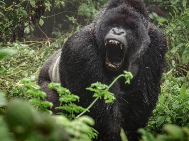 ljutiti gorila koji urla u šumi