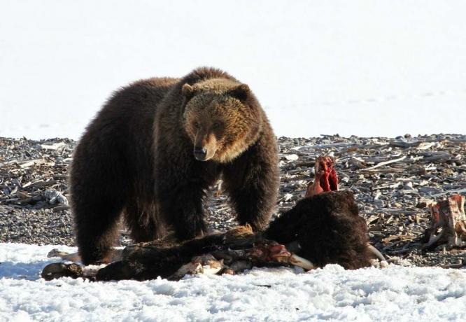 медведь гризли на снегу возле туши лося