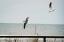 Kako ptice grabljivice brane posjetitelje Jersey Shorea od napada galebova