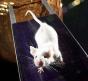 Studija na mišu pokazuje da je imunološki sustav genetski ugrožen svemirskim letom