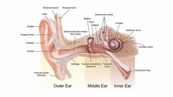Иллюстрированная схема, показывающая наружное, среднее и внутреннее ухо.