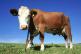 Kako bi spasili planet, znanstvenici su smislili kako popraviti kravlji prdež