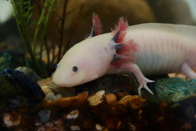 Axolotl Google Docs zvieratá Mexiko obojživelník ohrozený