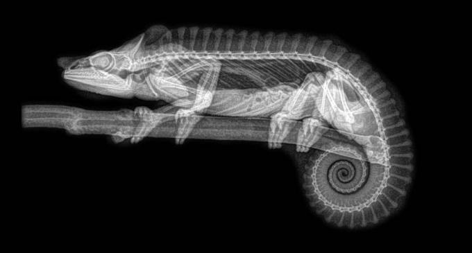 Raio X do esqueleto de um camaleão visto de lado, com a cauda enrolada em uma espiral perfeita.