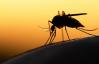 נחילי יתושים מהונדסים גנטית עומדים להשתחרר בארה"ב